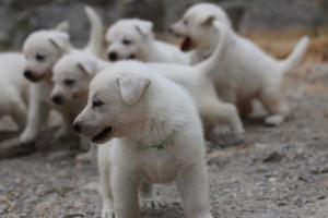 White-Swiss-Shepherd-Puppies-BTWWNPups-290619-0095