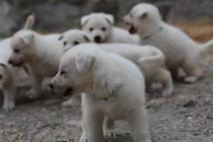 White-Swiss-Shepherd-Puppies-BTWWNPups-290619-0096