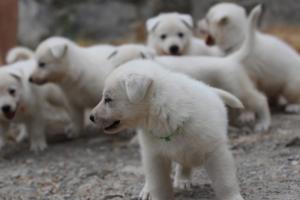 White-Swiss-Shepherd-Puppies-BTWWNPups-290619-0097