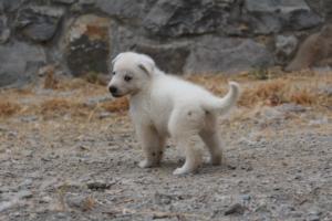 White-Swiss-Shepherd-Puppies-BTWWNPups-290619-0098