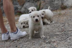 White-Swiss-Shepherd-Puppies-BTWWNPups-290619-0099