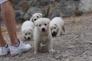 White-Swiss-Shepherd-Puppies-BTWWNPups-290619-0100