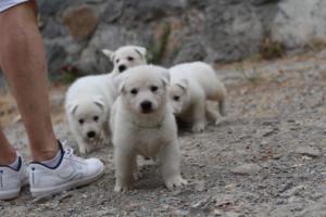 White-Swiss-Shepherd-Puppies-BTWWNPups-290619-0101