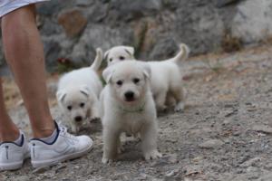 White-Swiss-Shepherd-Puppies-BTWWNPups-290619-0102