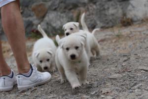 White-Swiss-Shepherd-Puppies-BTWWNPups-290619-0103