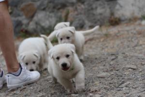 White-Swiss-Shepherd-Puppies-BTWWNPups-290619-0104