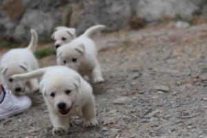 White-Swiss-Shepherd-Puppies-BTWWNPups-290619-0105