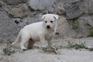 White-Swiss-Shepherd-Puppies-BTWWNPups-290619-0106