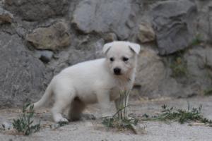 White-Swiss-Shepherd-Puppies-BTWWNPups-290619-0107