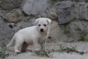 White-Swiss-Shepherd-Puppies-BTWWNPups-290619-0108