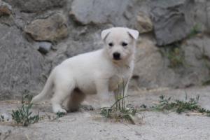 White-Swiss-Shepherd-Puppies-BTWWNPups-290619-0109