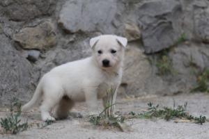 White-Swiss-Shepherd-Puppies-BTWWNPups-290619-0110