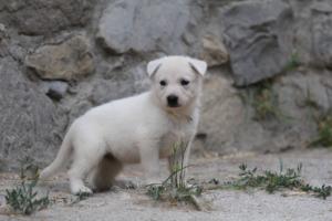 White-Swiss-Shepherd-Puppies-BTWWNPups-290619-0111