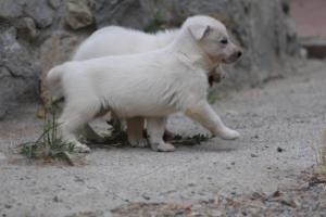 White-Swiss-Shepherd-Puppies-BTWWNPups-290619-0112