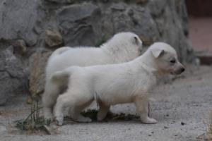 White-Swiss-Shepherd-Puppies-BTWWNPups-290619-0113