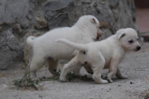 White-Swiss-Shepherd-Puppies-BTWWNPups-290619-0114