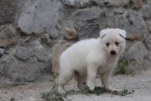 White-Swiss-Shepherd-Puppies-BTWWNPups-290619-0115