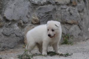 White-Swiss-Shepherd-Puppies-BTWWNPups-290619-0116