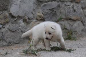 White-Swiss-Shepherd-Puppies-BTWWNPups-290619-0117