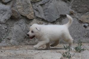 White-Swiss-Shepherd-Puppies-BTWWNPups-290619-0118