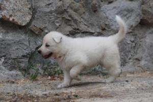White-Swiss-Shepherd-Puppies-BTWWNPups-290619-0119