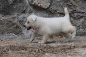 White-Swiss-Shepherd-Puppies-BTWWNPups-290619-0120