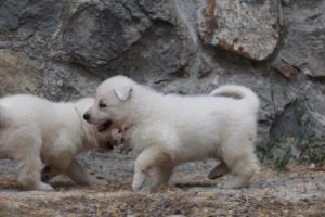 White-Swiss-Shepherd-Puppies-BTWWNPups-290619-0121