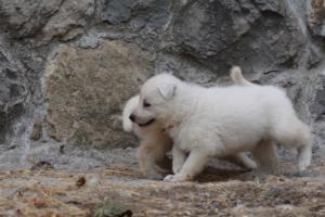 White-Swiss-Shepherd-Puppies-BTWWNPups-290619-0122