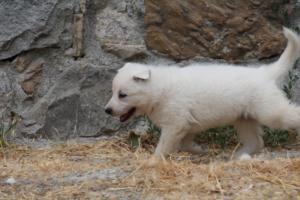 White-Swiss-Shepherd-Puppies-BTWWNPups-290619-0123
