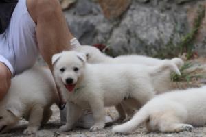 White-Swiss-Shepherd-Puppies-BTWWNPups-290619-0126