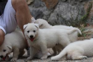 White-Swiss-Shepherd-Puppies-BTWWNPups-290619-0127