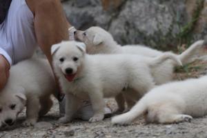 White-Swiss-Shepherd-Puppies-BTWWNPups-290619-0128