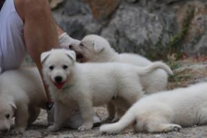 White-Swiss-Shepherd-Puppies-BTWWNPups-290619-0129
