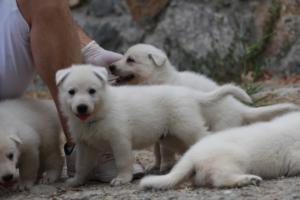 White-Swiss-Shepherd-Puppies-BTWWNPups-290619-0130
