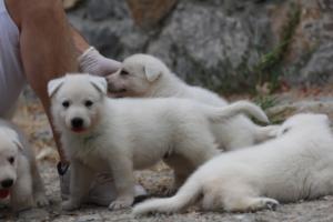 White-Swiss-Shepherd-Puppies-BTWWNPups-290619-0131