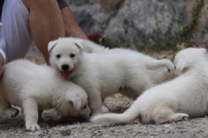 White-Swiss-Shepherd-Puppies-BTWWNPups-290619-0132
