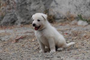 White-Swiss-Shepherd-Puppies-BTWWNPups-290619-0133