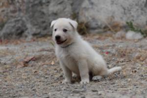 White-Swiss-Shepherd-Puppies-BTWWNPups-290619-0134