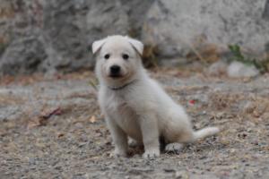 White-Swiss-Shepherd-Puppies-BTWWNPups-290619-0135