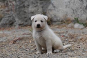 White-Swiss-Shepherd-Puppies-BTWWNPups-290619-0136