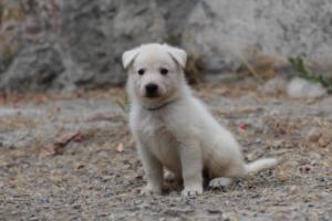 White-Swiss-Shepherd-Puppies-BTWWNPups-290619-0137