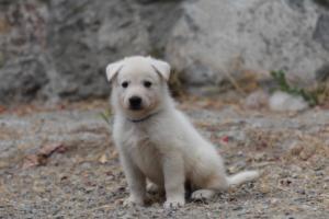 White-Swiss-Shepherd-Puppies-BTWWNPups-290619-0138