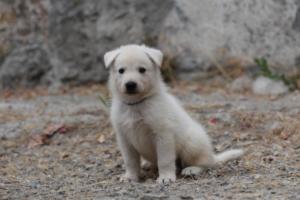 White-Swiss-Shepherd-Puppies-BTWWNPups-290619-0139