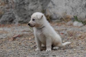 White-Swiss-Shepherd-Puppies-BTWWNPups-290619-0140
