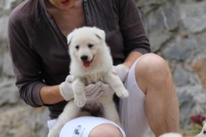 White-Swiss-Shepherd-Puppies-BTWWNPups-290619-0142