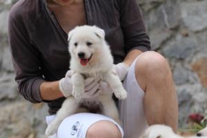 White-Swiss-Shepherd-Puppies-BTWWNPups-290619-0143