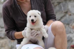 White-Swiss-Shepherd-Puppies-BTWWNPups-290619-0144