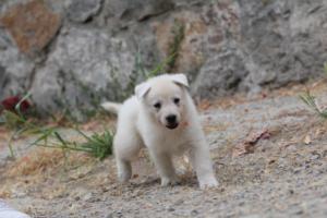 White-Swiss-Shepherd-Puppies-BTWWNPups-290619-0145