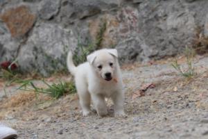 White-Swiss-Shepherd-Puppies-BTWWNPups-290619-0146