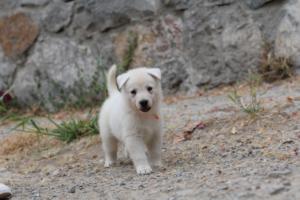 White-Swiss-Shepherd-Puppies-BTWWNPups-290619-0147